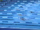 tyler 400 Free