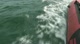 Dolphins!