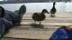 Planet Earth - Charles River Fowl