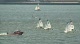 Race 4A