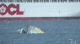 Skiff Start - Yandoo