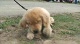 Wilder chews grass
