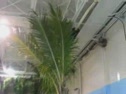 How did i forget about the palm trees?