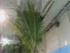 How did i forget about the palm trees?