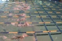 w club 100 lcm back prelim h8 d3