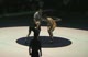 CA 145 RODRIGUEZ VS SAKAGUCHI