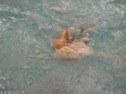 100 Backstroke
