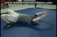 Neck Bridge Exercise - Neck Bridging Neck Bridge Exercise - Neck Bridging