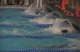 Men's 200 Free Final at SEC's Men's 200 Free Final at SEC's