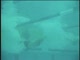 Adam Mania & Michael Phelps - Underwater kick - 100 back