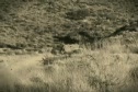 Ancient Running