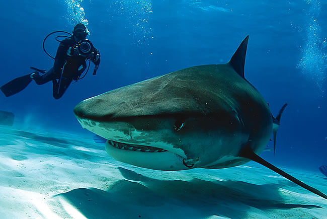 Guy Harvey Shark