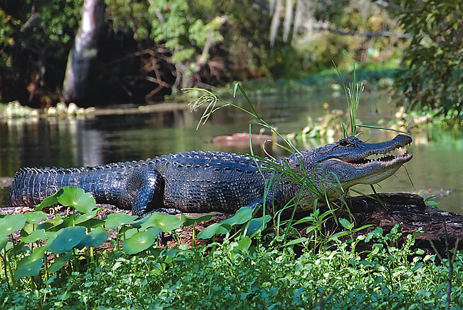 Wekiva Alligator