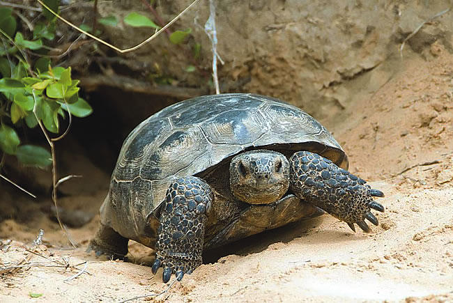 Wekiva Tortoise