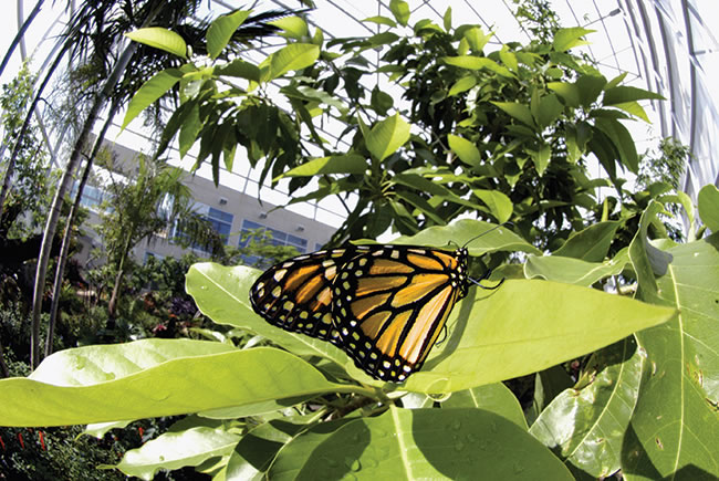 Butterfly Rainforest