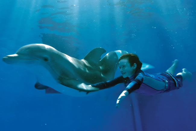 Dolphin Tale