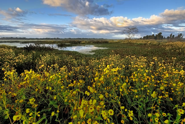 Lake Hatchineha, Osceola and Polk counties