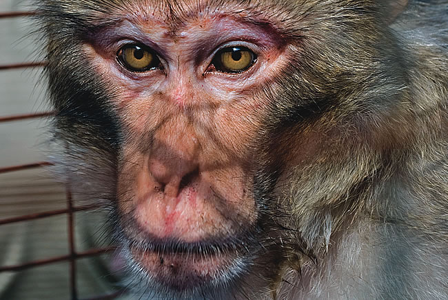 Mystery Monkey