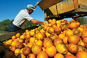 Orange Harvest
