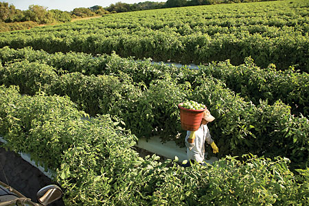 Tomato Farm in Palmetto