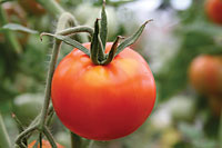 Orange Harvest