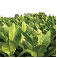 crop image