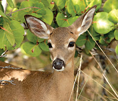 Key Deer