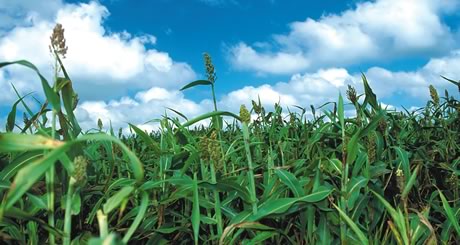 Sorghum