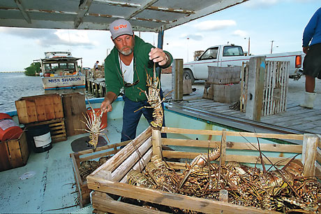 Lobster haul