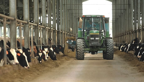 Florida's Dairy Industry