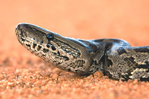 African Rock Python