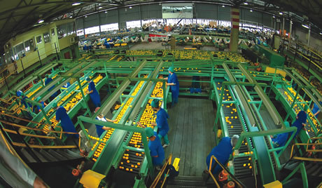 South African packinghouse