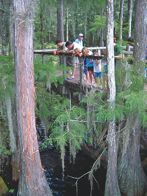 Tallahassee Museum of History & Natural Science elevated boardwalk