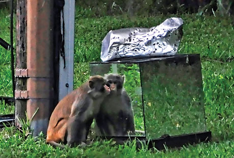 Mystery Monkey