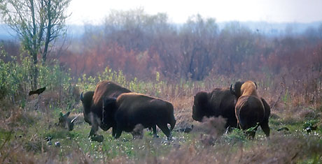 Herd of Bison
