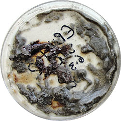 oiled sediment