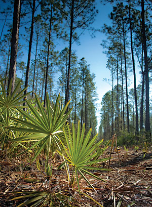 Plumb Creek Timber