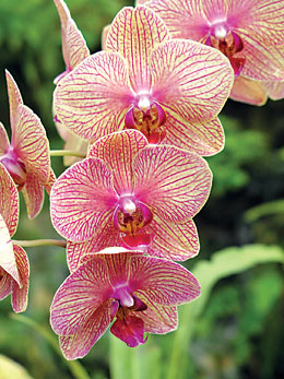 Phalaenopsis - Moth Orchid