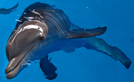 Winter the Dolphin