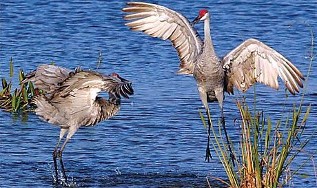 Cranes in Lake Apopka