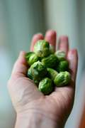 Brusselssprouts