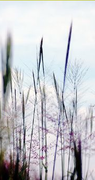 Picture_3