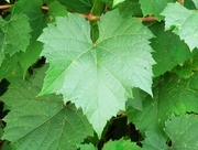 Concord-grape-leaves