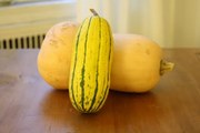 Squash_1