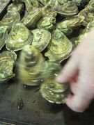 Oyster