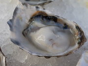 Oyster