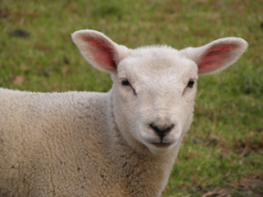Leg of Lamb