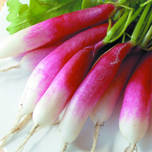 French Breakfast Radish Seeds