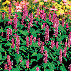 Lavender Hyssop Seeds