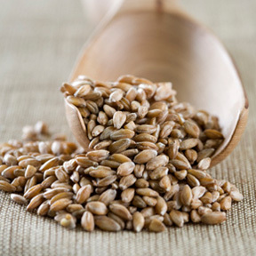 Farro Piccolo